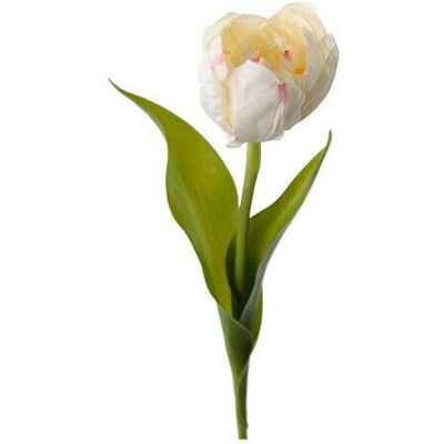 Newport Tulip Cut Flower Cream Newport Tulip Cut Flower Cream
