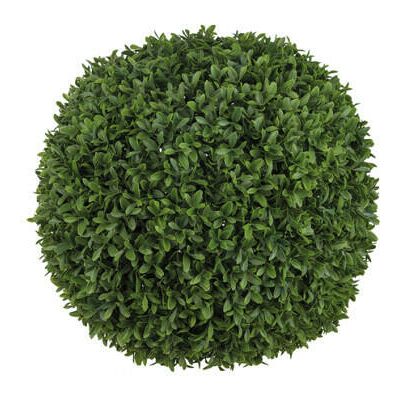 Newport Boxwood Potted Plant Newport Boxwood Potted Plant