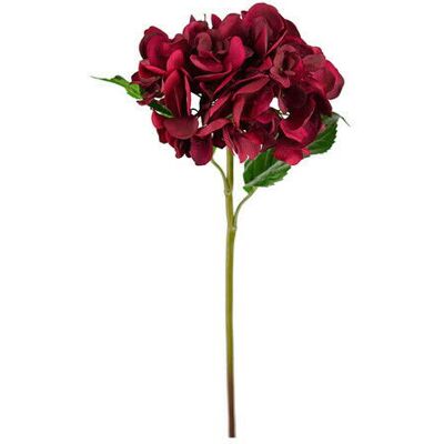 Newport Hortensie Schnittblume burgundy Newport Hortensie Schnittblume burgundy