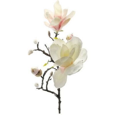 Newport Magnolia Schnittblume weiß-rosa Newport Magnolia Schnittblume weiß-rosa