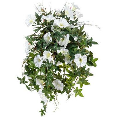 Newport Ipomoea Tricolor Potted Plant White Newport Ipomoea Tricolor Potted Plant White