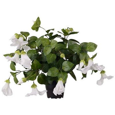 Newport Petunia Potted Plant White Newport Petunia Potted Plant White