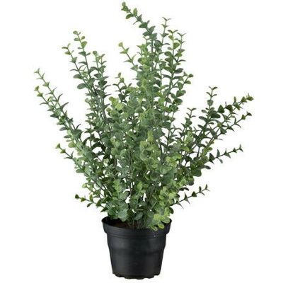 Newport Eucalyptus Potted Plant Newport Eucalyptus Potted Plant