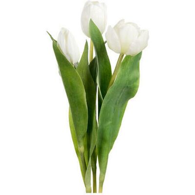 Newport Tulip Cut Flower White Newport Tulip Cut Flower White