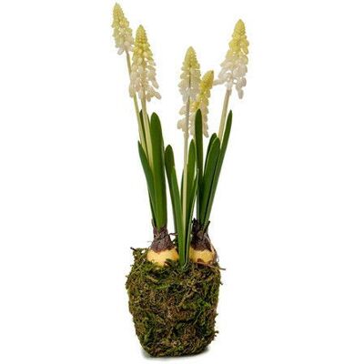 Newport Grape Hyacinth Potted Plant White Newport Grape Hyacinth Potted Plant White