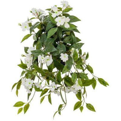 Newport Impatiens Hawkeri Potted Plant White Newport Impatiens Hawkeri Potted Plant White
