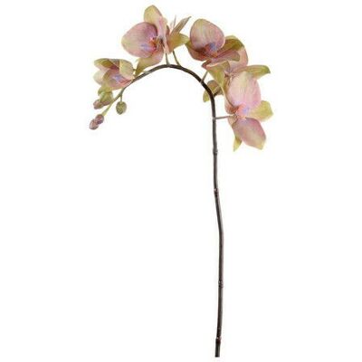 Newport Orchidee schnittblume lila Newport Orchidee schnittblume lila