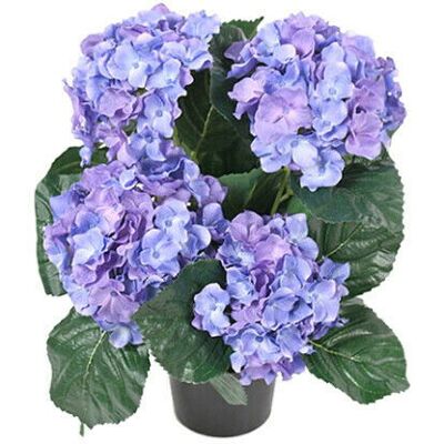 Newport Hydrangea Potted Plant Blue Newport Hydrangea Potted Plant Blue