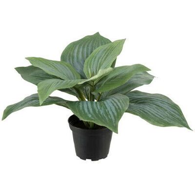 Newport Funkia Pot Plant Green Newport Funkia Pot Plant Green