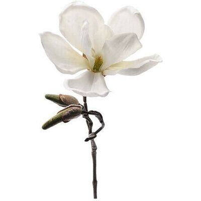Newport Magnolia Cut Flower White Newport Magnolia Cut Flower White