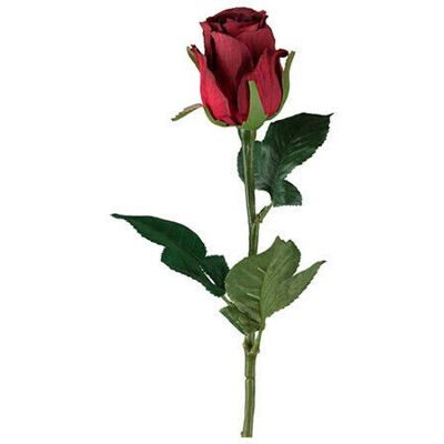 Newport Rose Schnittblume rot Newport Rose Schnittblume rot