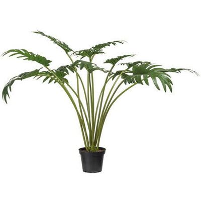 Newport Philodendron Potted Plant Green Newport Philodendron Potted Plant Green