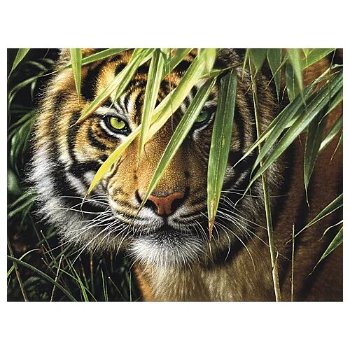 Malen nach Zahlen mit Acrylfarben "Tiger", 40 x 30 cm