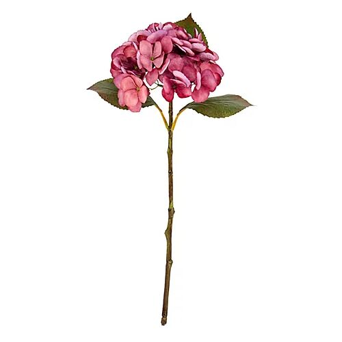 Hortensie, rosé, 45 cm