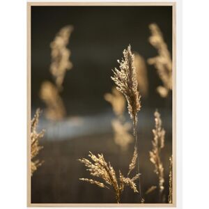 Bildverkstad Sunshine On The Fields Plakat (50x70 Cm)