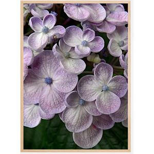 Bildverkstad Purple Flower Plakat (21x29.7 Cm (A4))