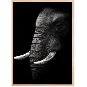 Bildverkstad Portrait Elephant Plakat (50x70 Cm)