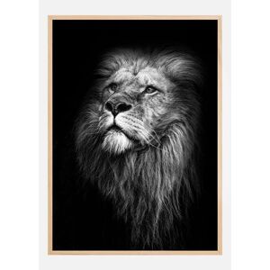 Bildverkstad King Of Lions Plakat (70x100 Cm)