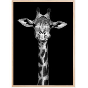 Bildverkstad Chewing Giraffe Plakat (50x70 Cm)