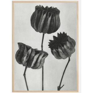 Bildverkstad Grey Flower V Plakat (21x29.7 Cm (A4))