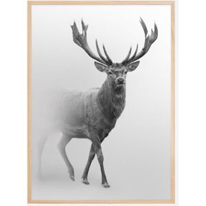 Bildverkstad Black And White Red Deer Plakat (50x70 Cm)