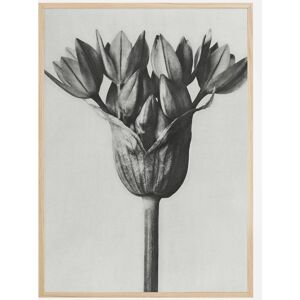 Bildverkstad Grey Flower Plakat (21x29.7 Cm (A4))