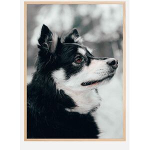 Bildverkstad Finnish Lapphund Plakat (21x29.7 Cm (A4))