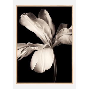 Bildverkstad Dark Macro Flower Plakat (50x70 Cm)