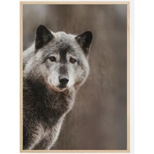 Bildverkstad Wolf Plakat (50x70 Cm)