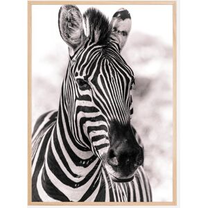 Bildverkstad Zebra Plakat (70x100 Cm)