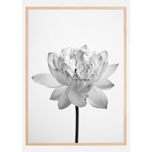 Bildverkstad Grey Flower Plakat (30x40 Cm)