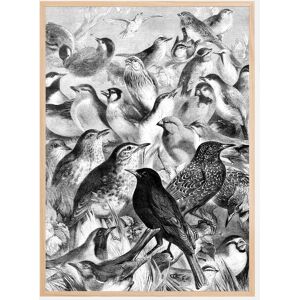 Bildverkstad Birds Plakat (21x29.7 Cm (A4))