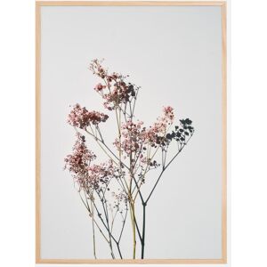 Bildverkstad Dried Flowers Ii Plakat (21x29.7 Cm (A4))