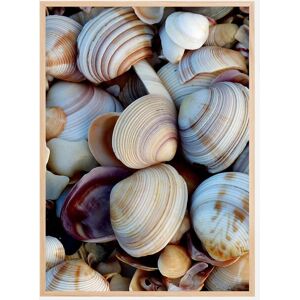 Bildverkstad Shells Plakat (50x70 Cm)