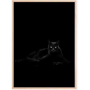 Bildverkstad Cat Plakat (21x29.7 Cm (A4))