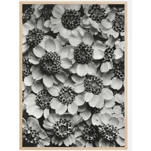 Bildverkstad Black And White Flowers Plakat (21x29.7 Cm (A4))