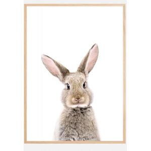 Bildverkstad Baby Rabbit Plakat (100x140 Cm)