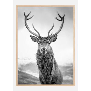 Bildverkstad Curious Deer Plakat (50x70 Cm)