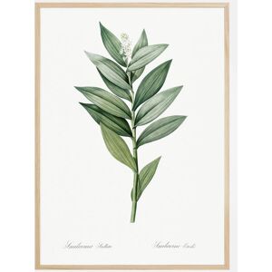 Bildverkstad Smilacina Stellata Plakat (21x29.7 Cm (A4))