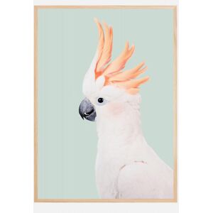 Bildverkstad Cockatoo Plakat (60x90 Cm)