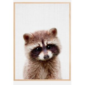 Bildverkstad Peekaboo Raccoon Plakat (50x70 Cm)