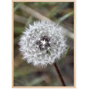 Bildverkstad Dandelion Plakat (21x29.7 Cm (A4))