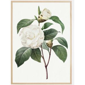 Bildverkstad White Rose Plakat (21x29.7 Cm (A4))