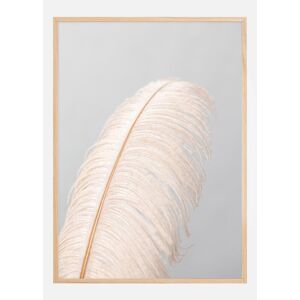 Bildverkstad Feather I Plakat (50x70 Cm)