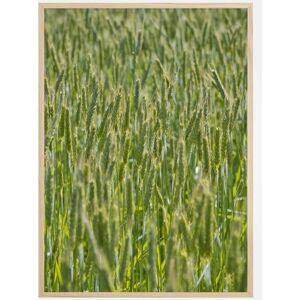 Bildverkstad Green Wheat Field Plakat (50x70 Cm)