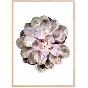 Bildverkstad Succulent Plakat (50x70 Cm)