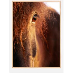 Bildverkstad Horse Sunset Plakat (70x100 Cm)