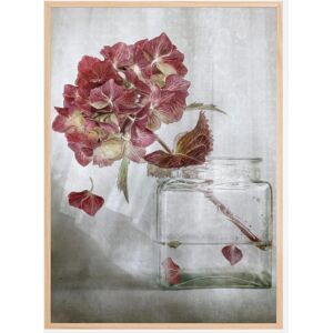 Bildverkstad Hydrangea Plakat (21x29.7 Cm (A4))