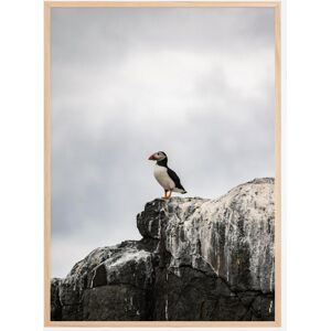 Bildverkstad Puffin Plakat (21x29.7 Cm (A4))