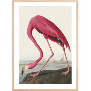 Bildverkstad American Flamingo Plakat (50x70 Cm)